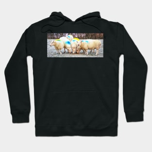 Colourful Sheep Hoodie